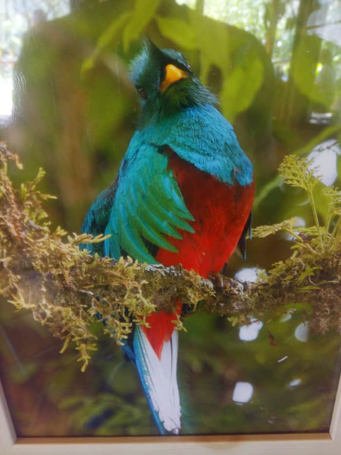 Photo of a photo of a resplendent quetzal spotted near El Toucanet.