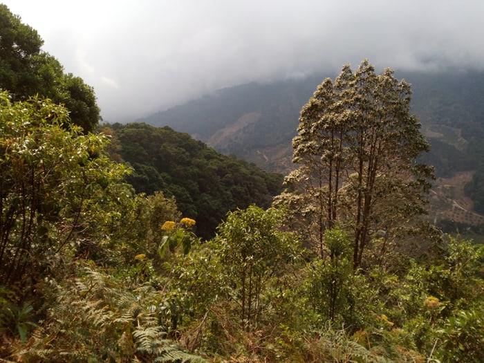 Golden-green view from a trail above the Savegre Hotel.