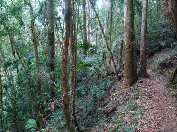 La Quebrada Trail at Savegre Natural Reserve.