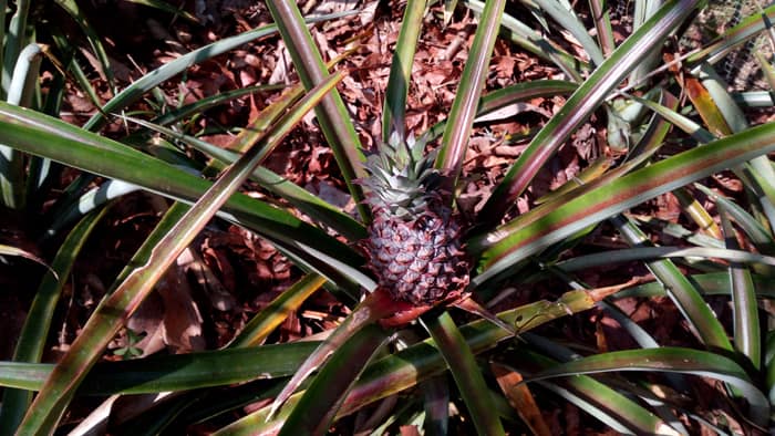 Tiny pineapple.