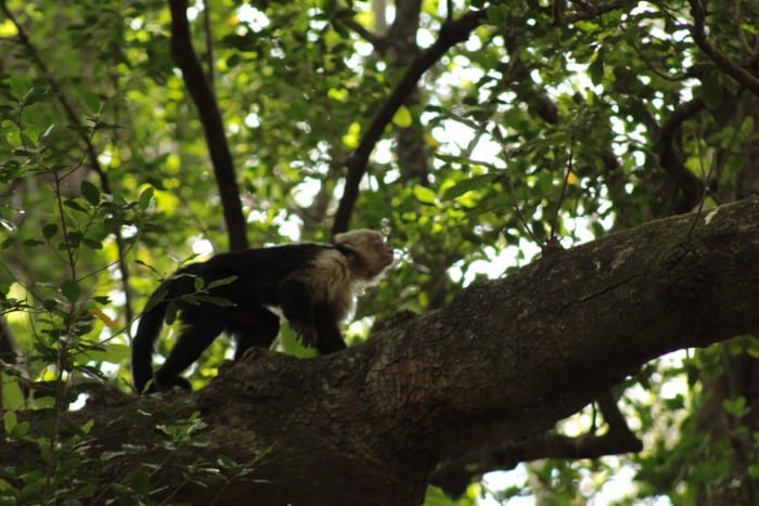 Llano del Cortes monkey
