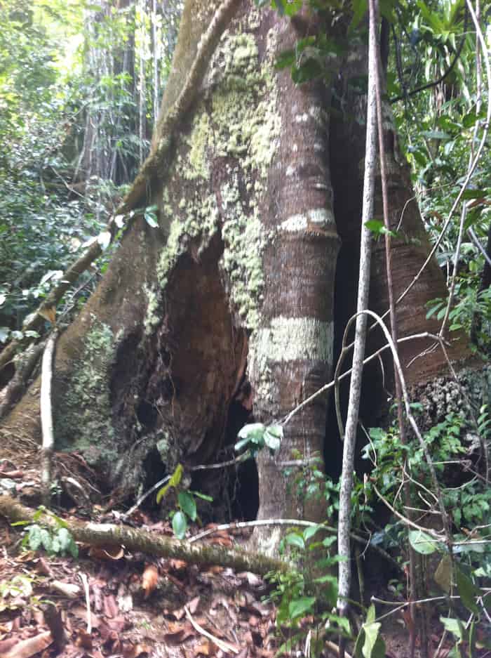 Vaco tree, the "milk" of which was used by pre-Columbian shamans to cure illness.