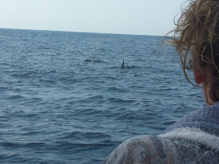 Shark!? Relax, just false killer whales.