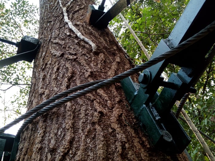Tree anchor.