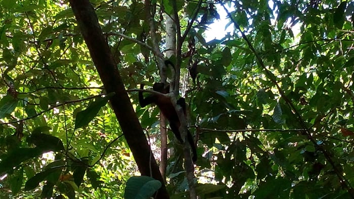 Spider monkey.