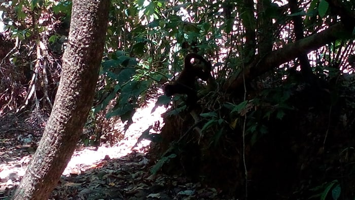 A spider monkey descends from the trees.