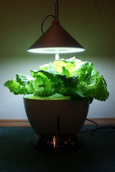 hydroponic gardening | lettuce