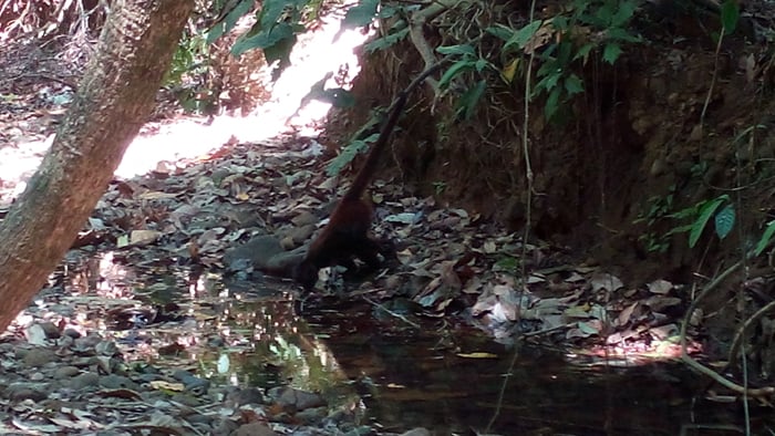A spider monkey drinks from a puddle in a mostly dry riverbed.