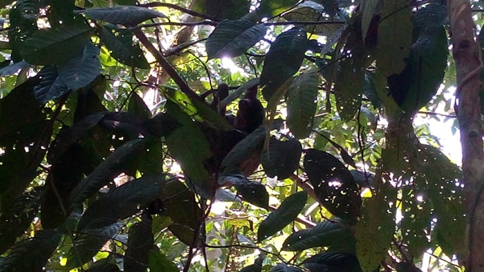 Three-toed sloth.
