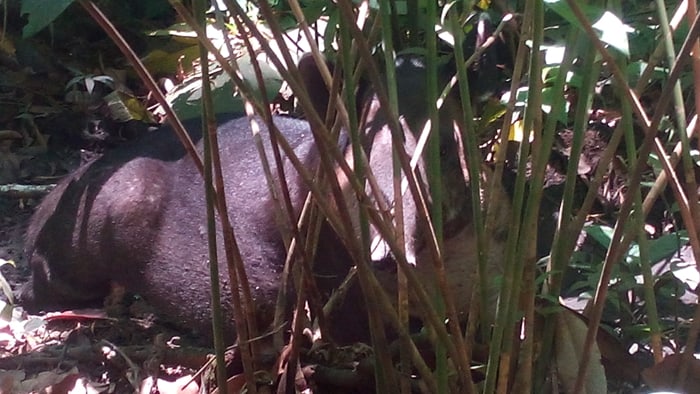 A tapir spots a tourist.