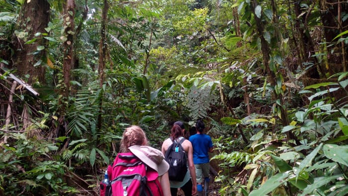 Into the green: Henry leads Mia and Cindy into the rain forest alongside Quebrada Piedras Blancas.
