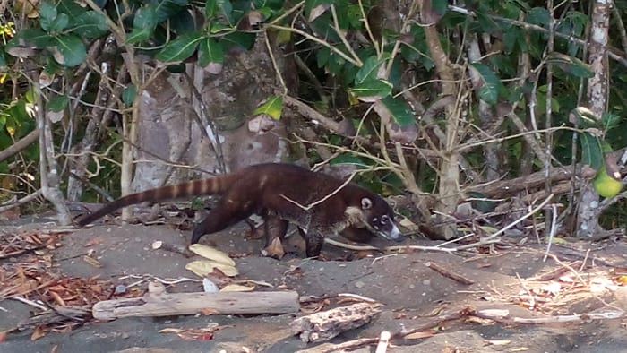 A coati prowls the beach at Corcovado.