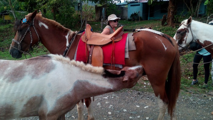 A pony nurses from Don Gerardo's mare.