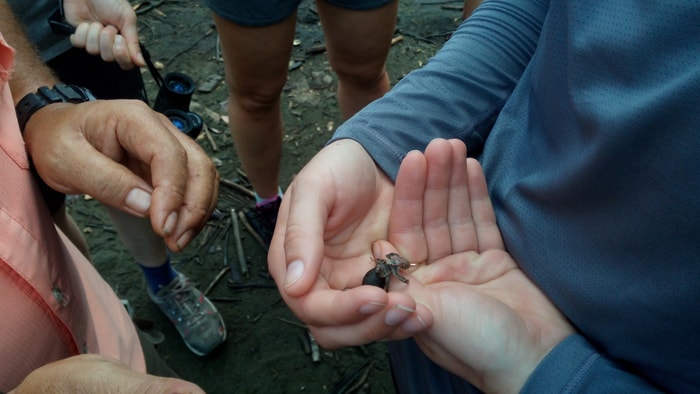 Mia tries to nudge a hermit crab back into its shell.