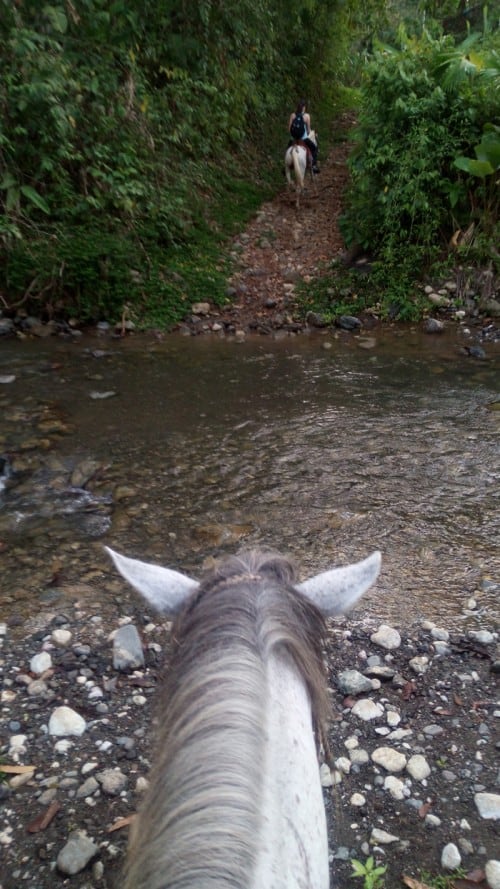 Sir Trots-a-Lot prepares to cross a stream.
