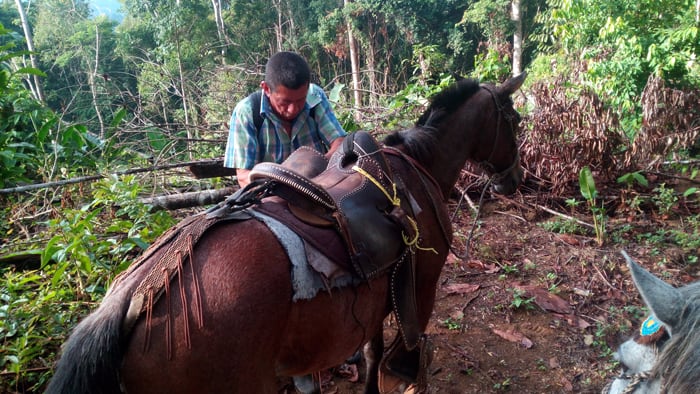 Don Gerardo makes some adjustments on his mount.