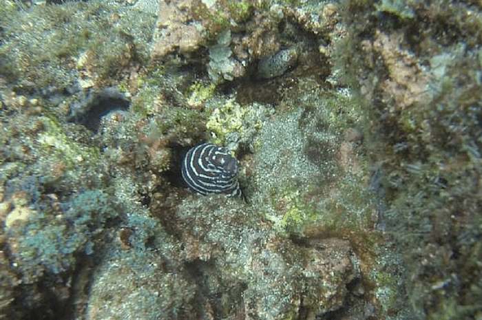 Zebra eel.