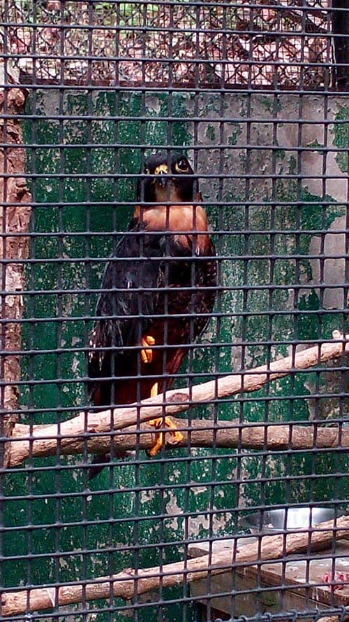 Bat falcon (Falco rufigularis).