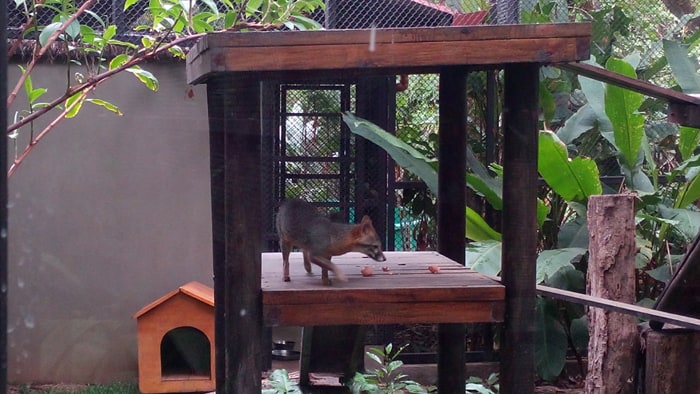 A gray fox in a recently renovated enclosure.