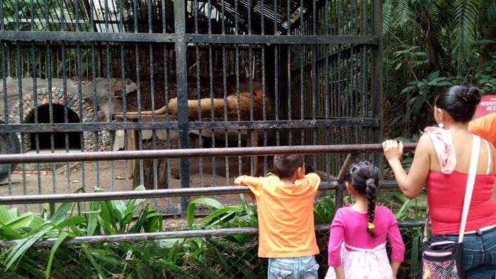 Kivu the lion sleeps on a wooden table in his enclosure.