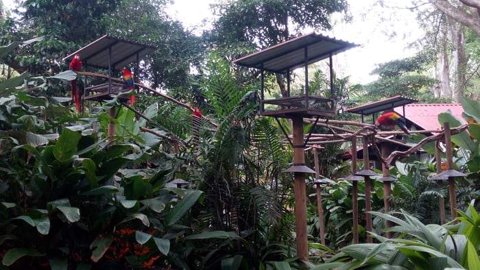 Scarlet macaws have a roofless enclosure but for various reasons cannot fly normally.