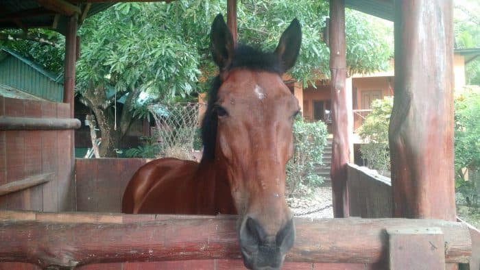 Nosara horse