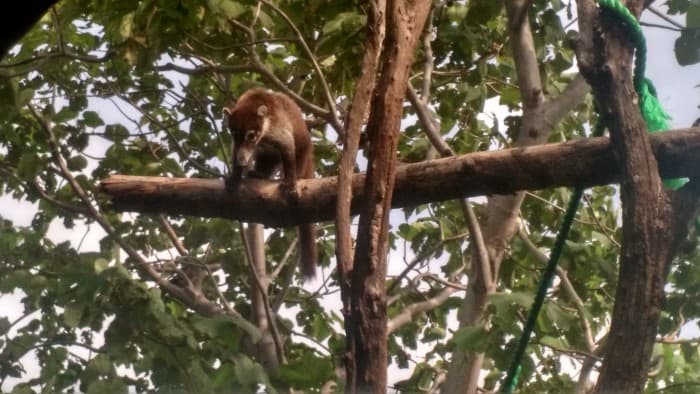 A coati at the Sibu Wildlife Sanctuary.