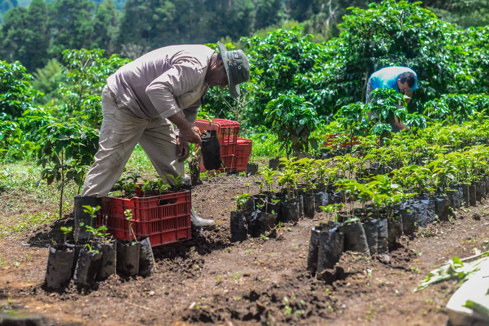 How coffee is grown 98 How coffee is grown 99