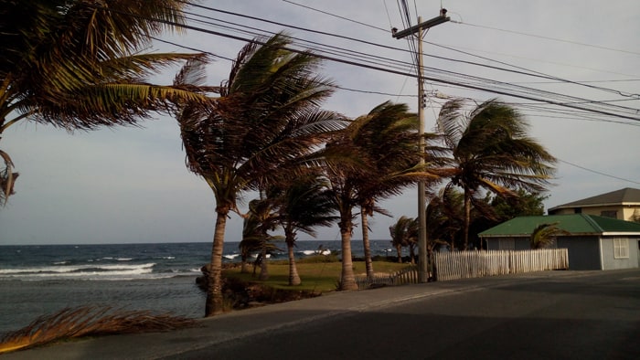 Wind-blown palms along the Roatán coast.