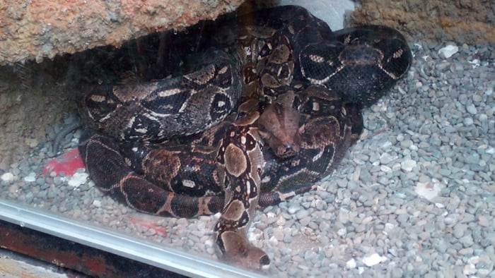 Boa constrictors.