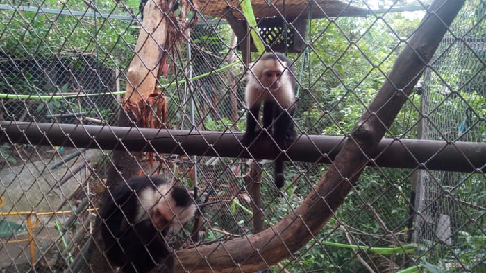 White-faced monkeys.