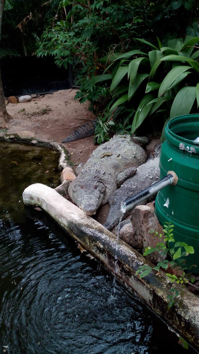 The crocodiles Sobek and Nefertiti.