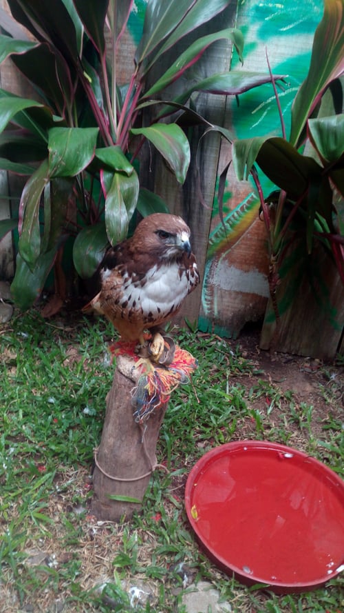 A red-tailed hawk named Rojo.