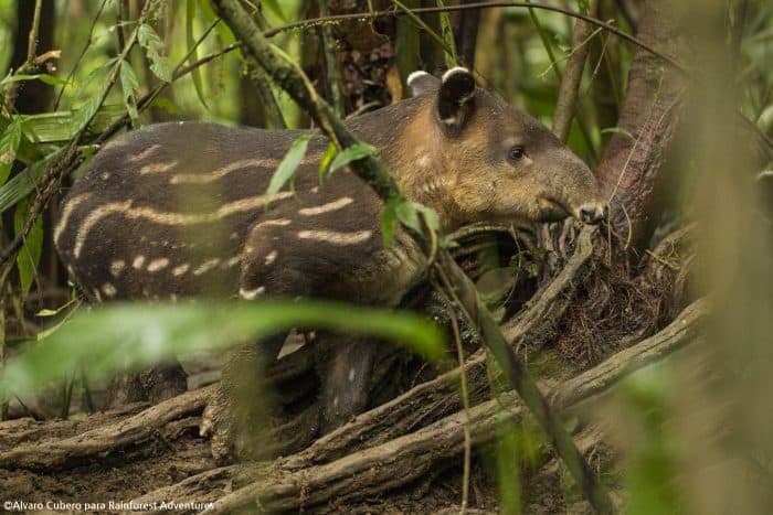 (Courtesy of Alvaro Cubero/Rainforest Adventures)