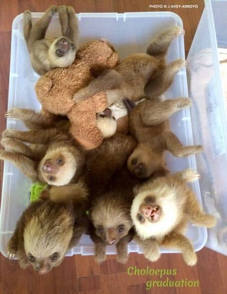 Inside Costa Rica S Sloth Sanctuary Horror Show Or A Solution To A Complicated Issue The