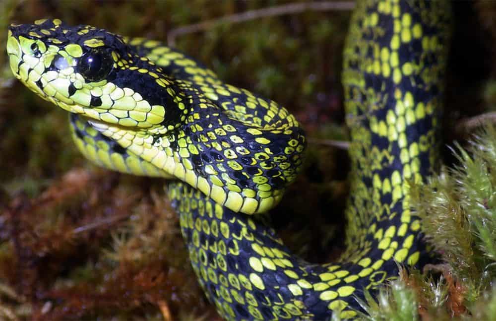 New venomous snake species discovered in Costa Rica The Tico Times