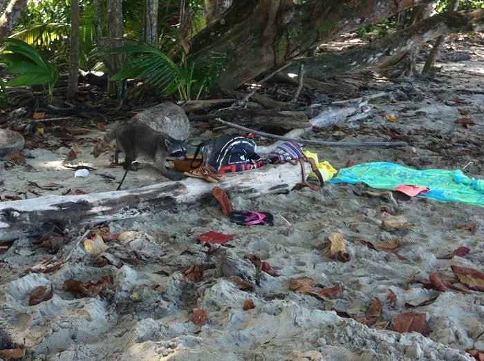 A raccoon raids a picnic at Cahuita National Park.