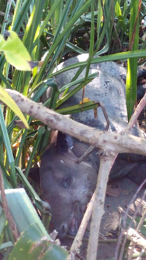 A Baird’s tapir slumbers in a shady spot at Corcovado National Park.