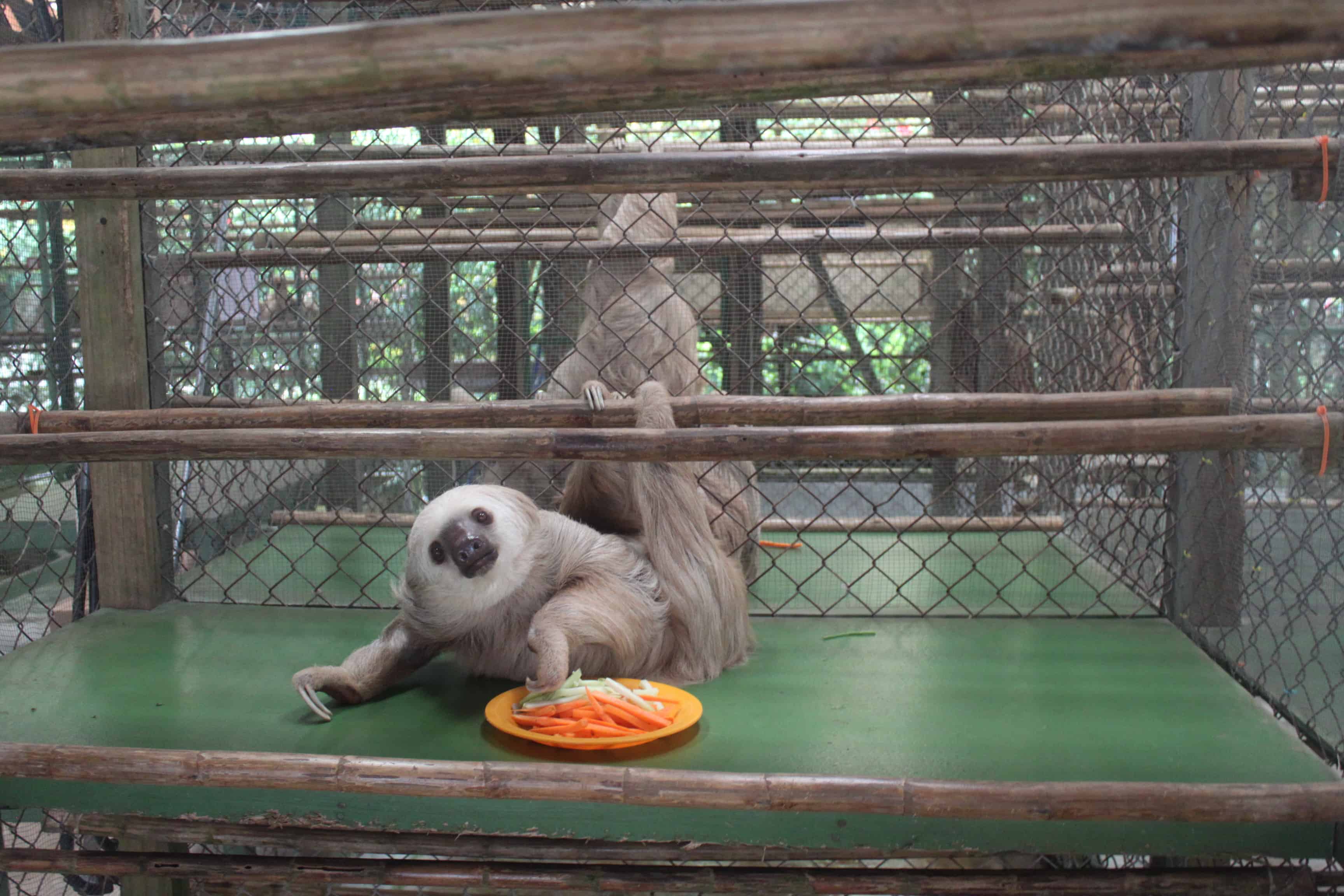 costa rica sanctuary inside costa rica s sloth sanctuary horror show or a solution to a complicated costa rica sanctuary inside costa rica s sloth sanctuary horror show or a solution to a complicated