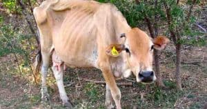 malnourished cow