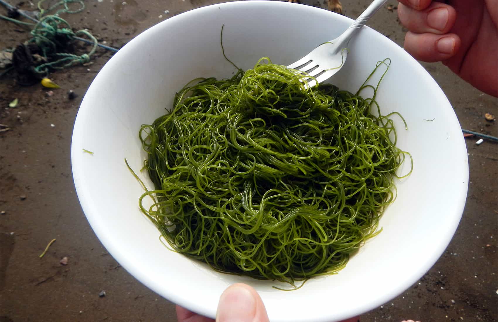 Could seaweed be Costa Rica’s food of the future? The Tico Times