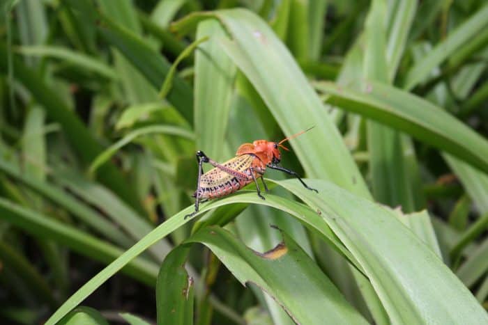 locust
