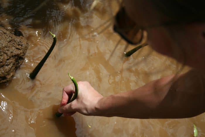 planting a mangrove