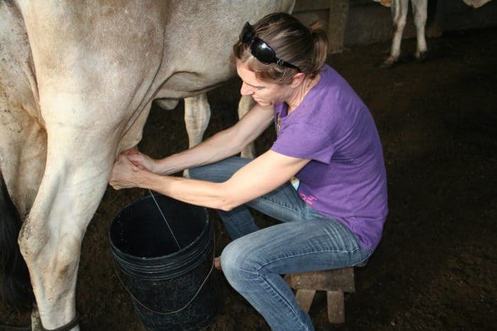 milking a cow