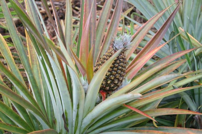 pineapple