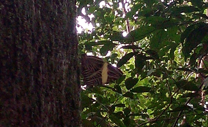 A two-headed butterfly perches on a tree upside down, with a tail on top that looks like a head.