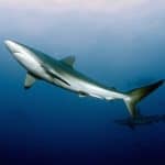 Costa Rica declines to vote on shark protections at international convention