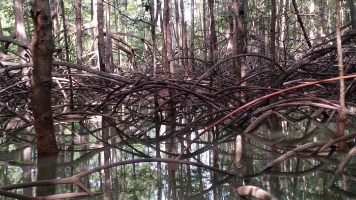 Welcome to the mangroves.