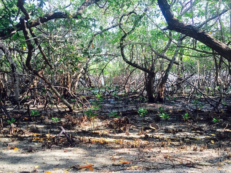 The mangroves of Isla Chira.