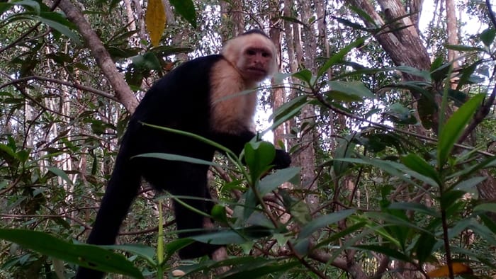 White-faced monkey spots tourists.